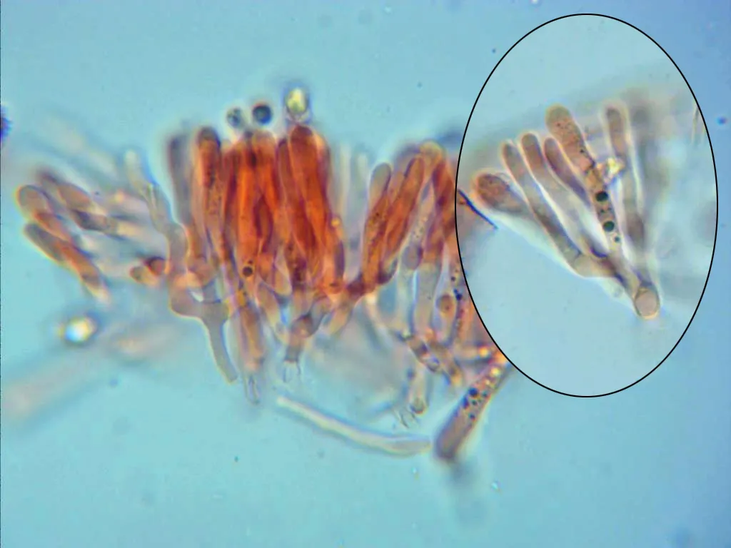 Microscopía de Lichenomphalia velutina - 10 - Basidios en candelabro sin fíbulas